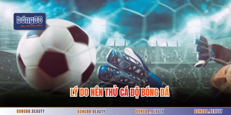 Lý do nên thử cá độ bóng đá